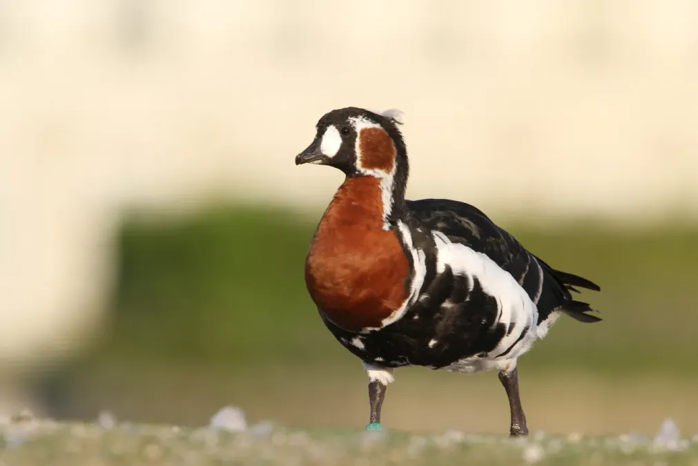 File:Branta ruficollis 94322294.jpg