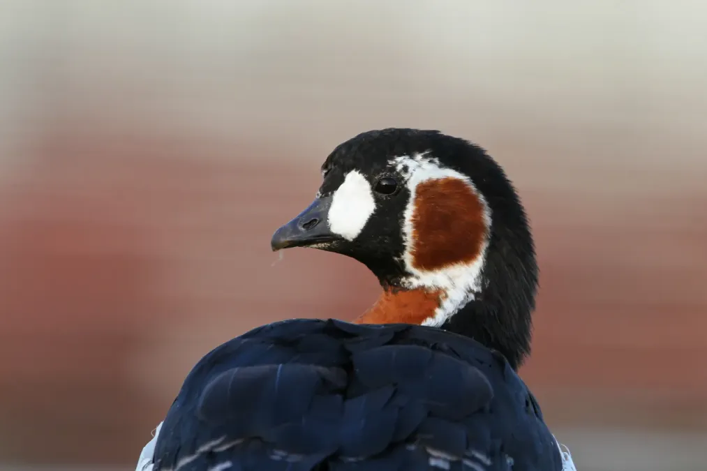 File:Branta ruficollis 94321098.jpg