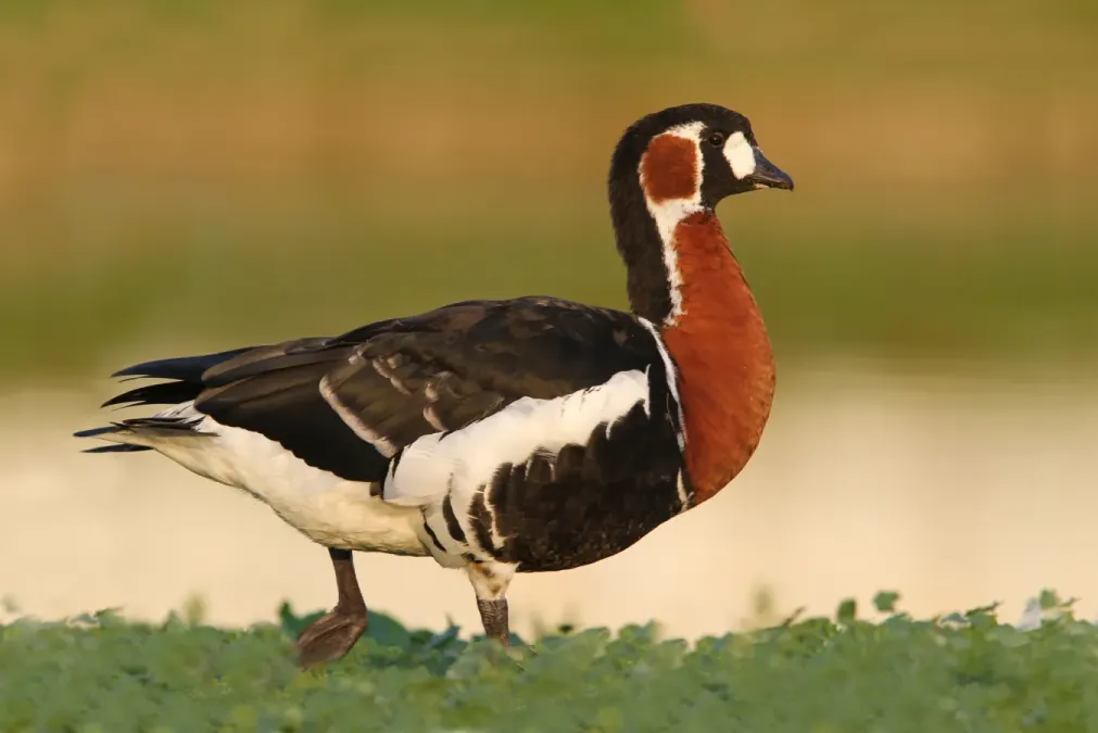 File:Branta ruficollis 94321119.jpg