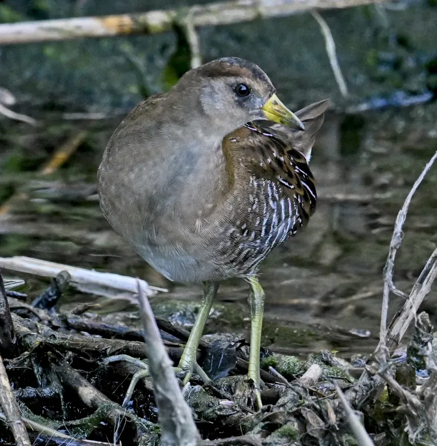 File:Porzana carolina Downsview Park Toronto 1.jpg