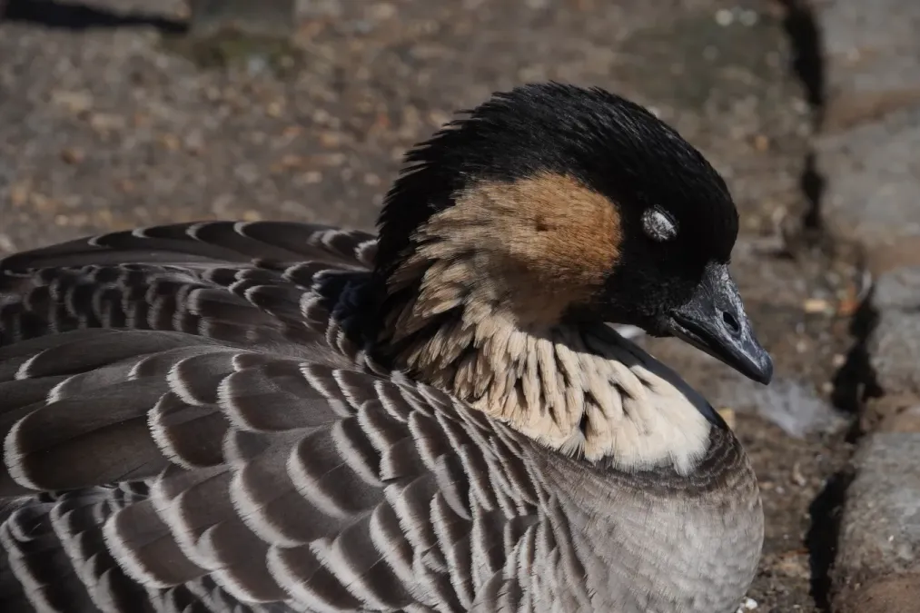 File:Branta Sandvicensis (Nene) portrait with closed eye.jpg