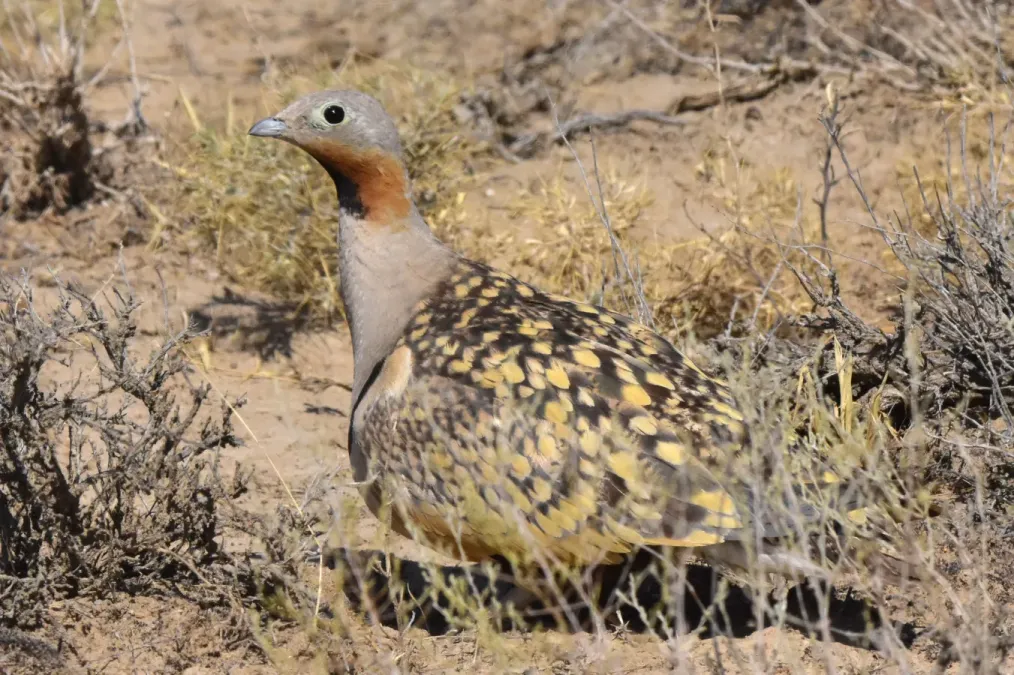 File:Pterocles orientalis arenarius 304552958.jpg