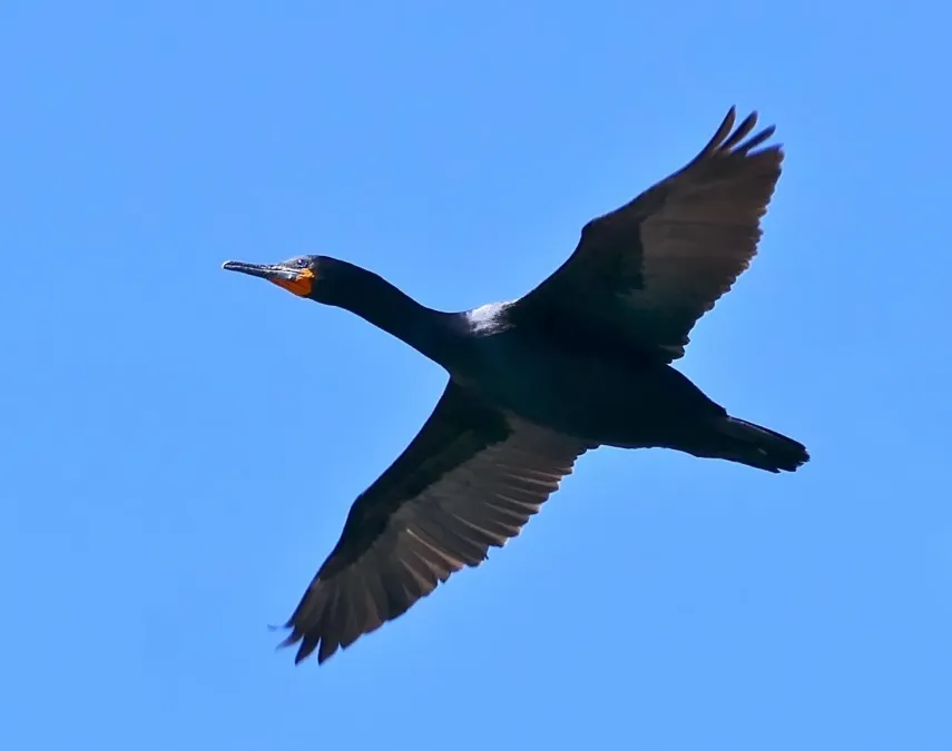 File:Cape Cormorants (Phalacrocorax capensis) (32895002845), crop1.jpg