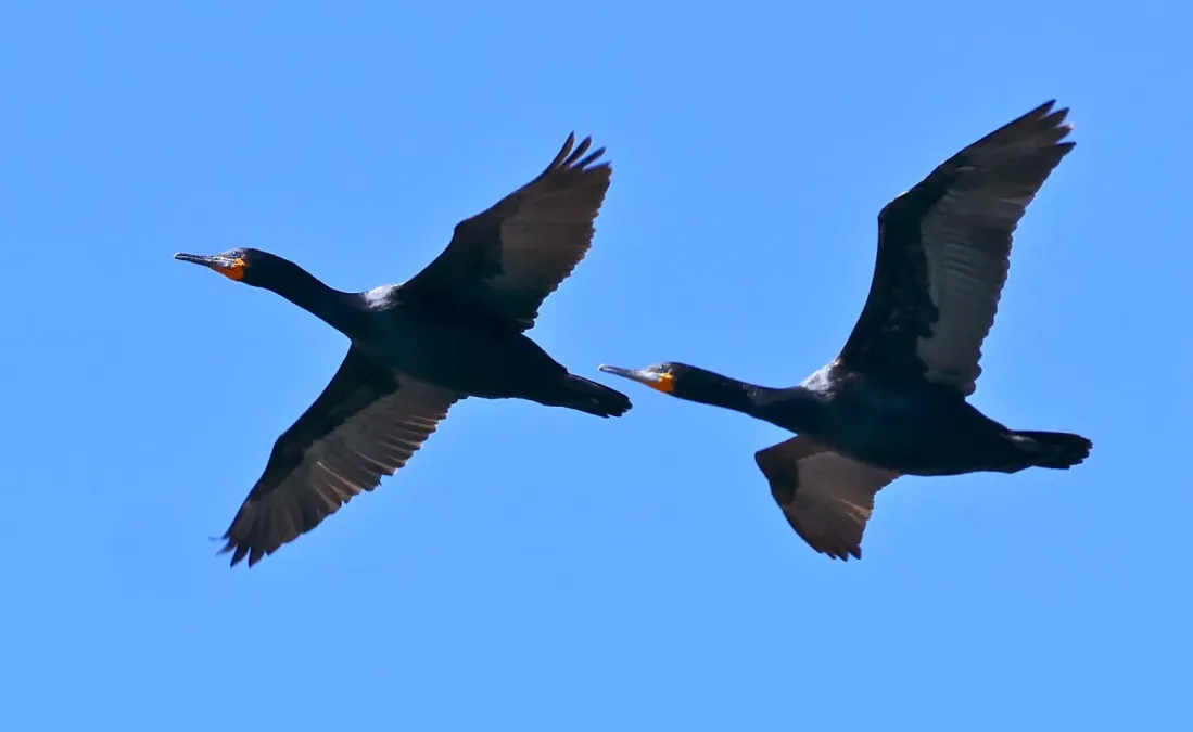 File:Cape Cormorants (Phalacrocorax capensis) (32895002845), crop2.jpg