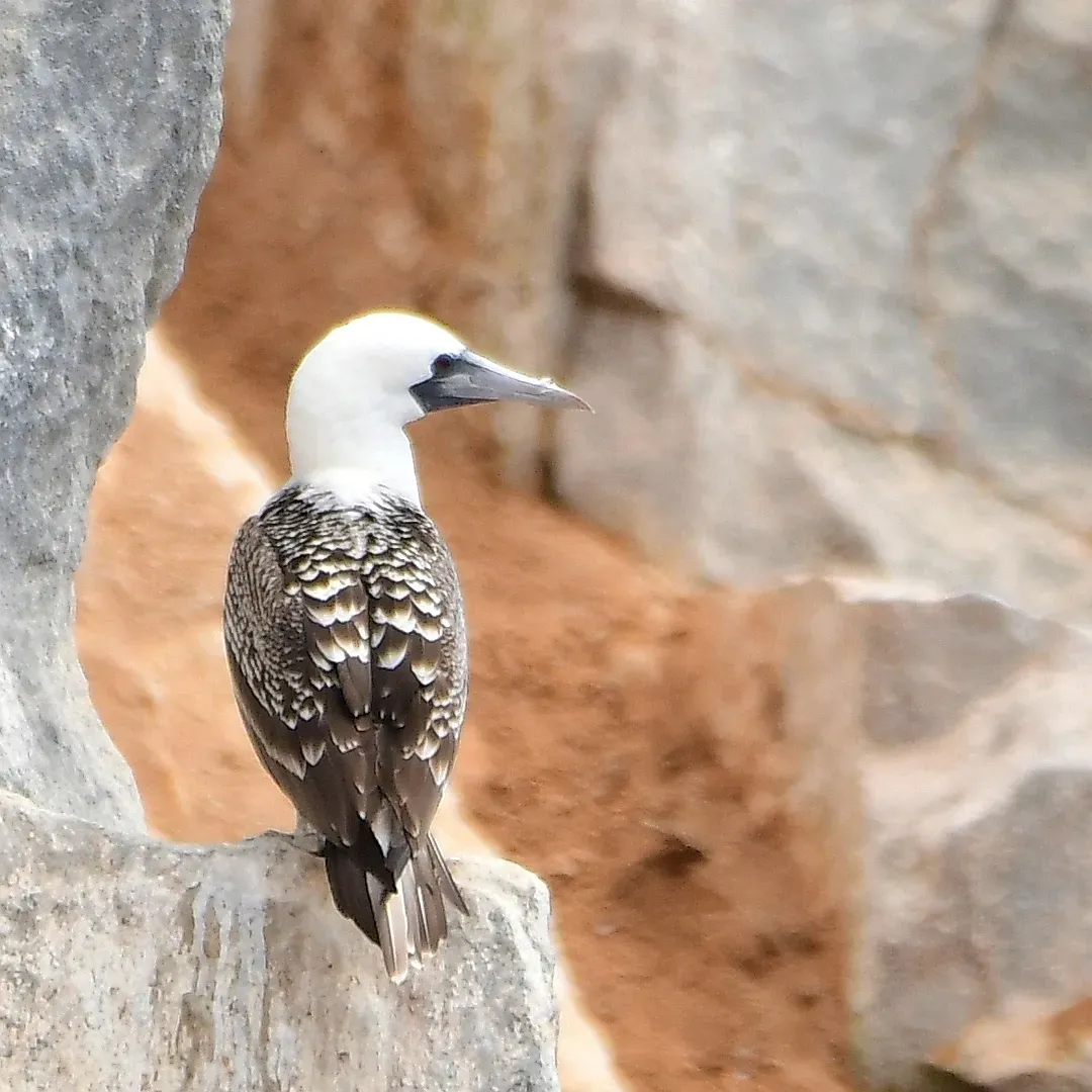 File:Sula variegata 346711024.jpg