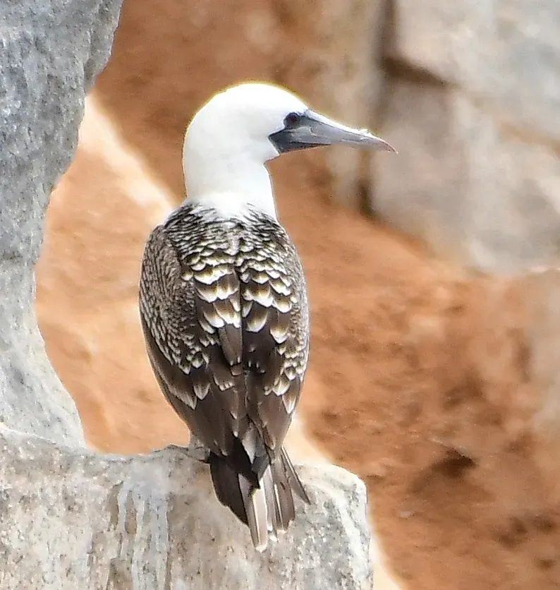 File:Sula variegata 346711024 (cropped).jpg