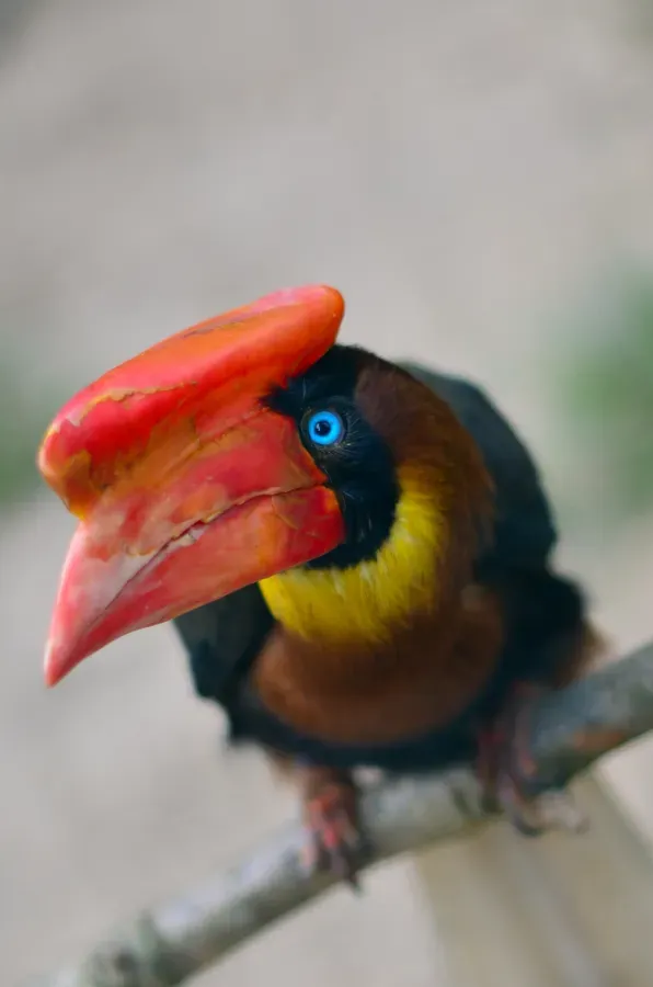 File:Buceros hydrocorax - Weltvogelpark Walsrode 2011-02.jpg