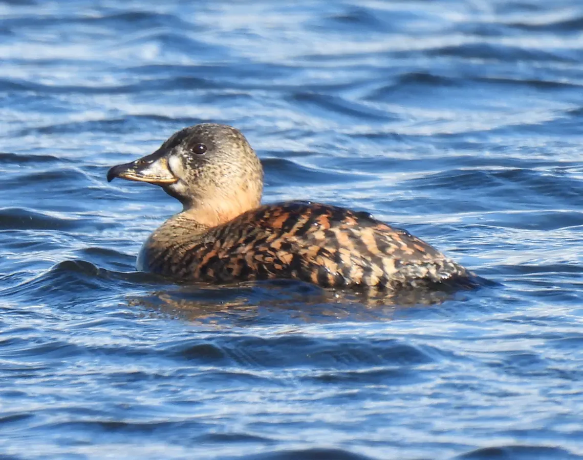 File:Thalassornis leuconotus 86560256.jpg