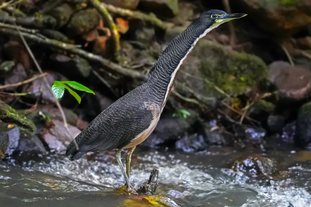 File:Tigrisoma fasciatum - ....Christopher Borges.... - 377943834.jpeg