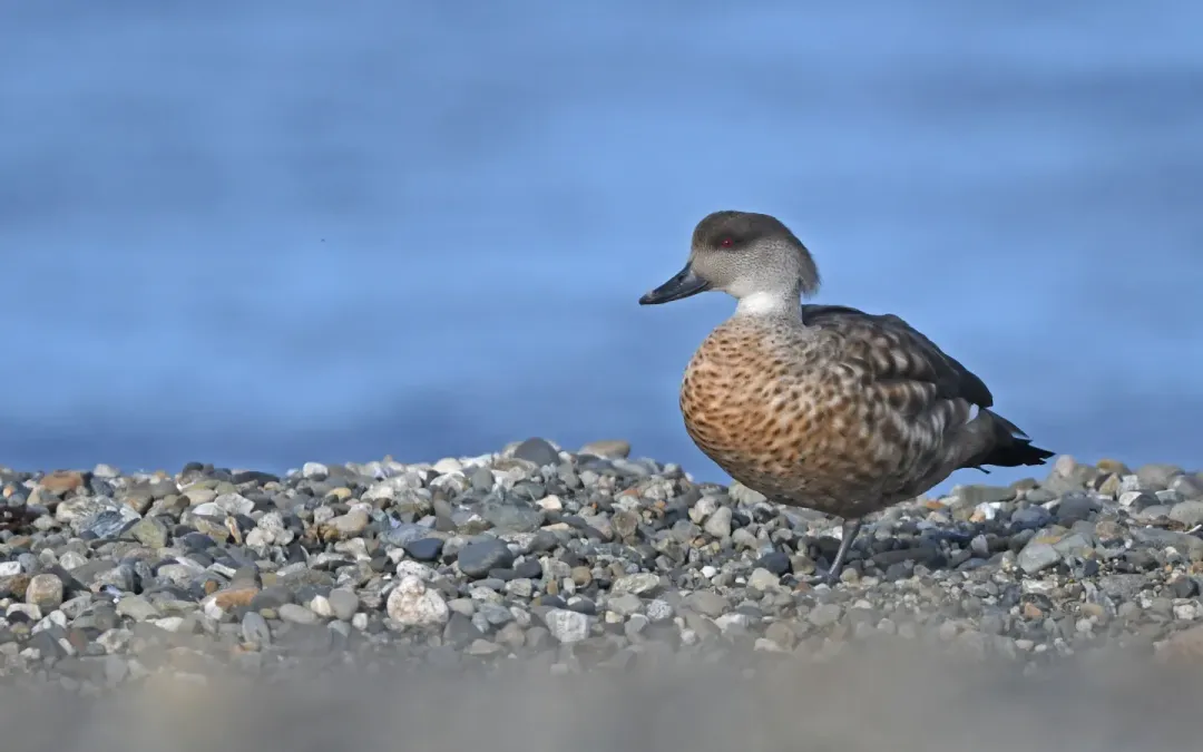 File:Lophonetta specularioides 375125127.jpg
