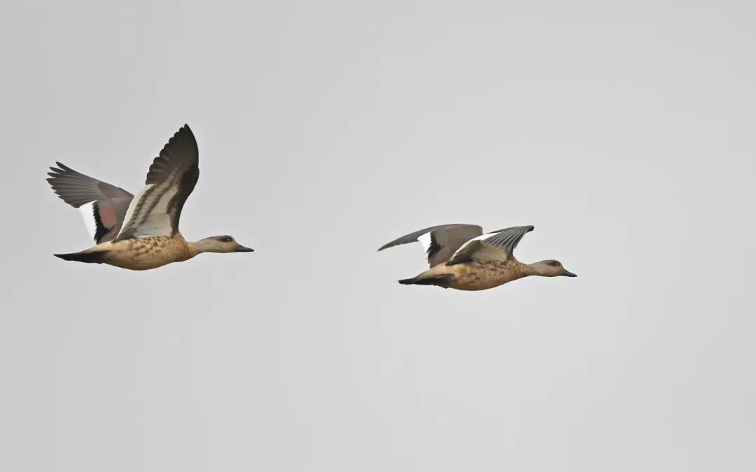 File:Lophonetta specularioides 338984208.jpg