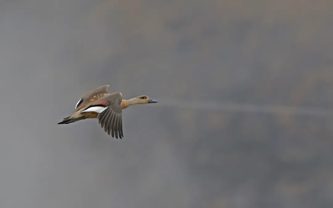 File:Lophonetta specularioides 338984212.jpg