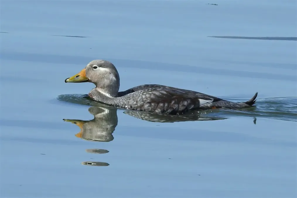 File:Tachyeres patachonicus 255135979.jpg