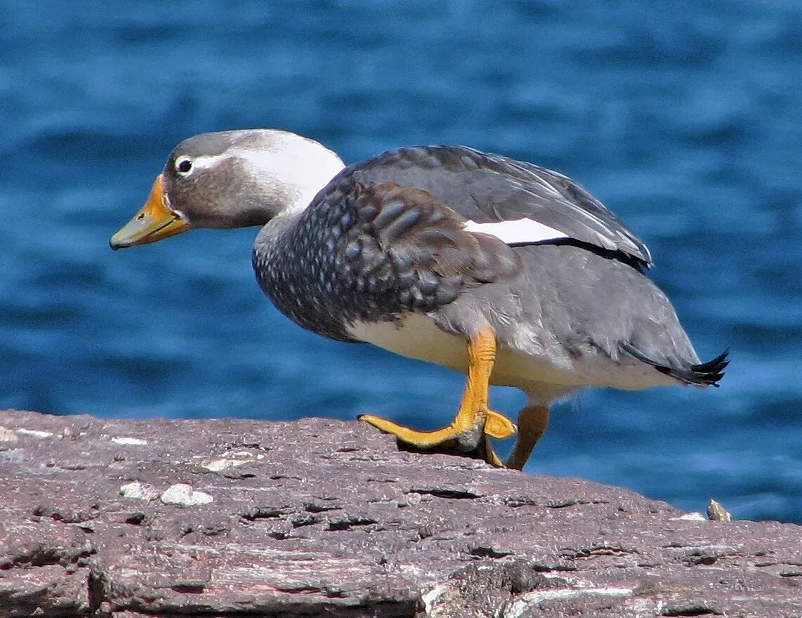 File:Tachyeres leucocephalus 255178556.jpg