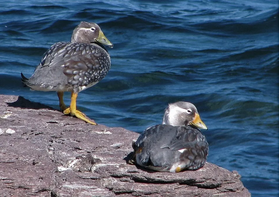 File:Tachyeres leucocephalus 255179000.jpg