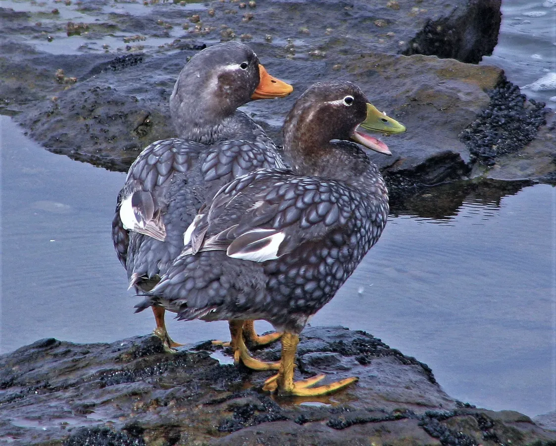 File:Tachyeres brachypterus 255117404.jpg