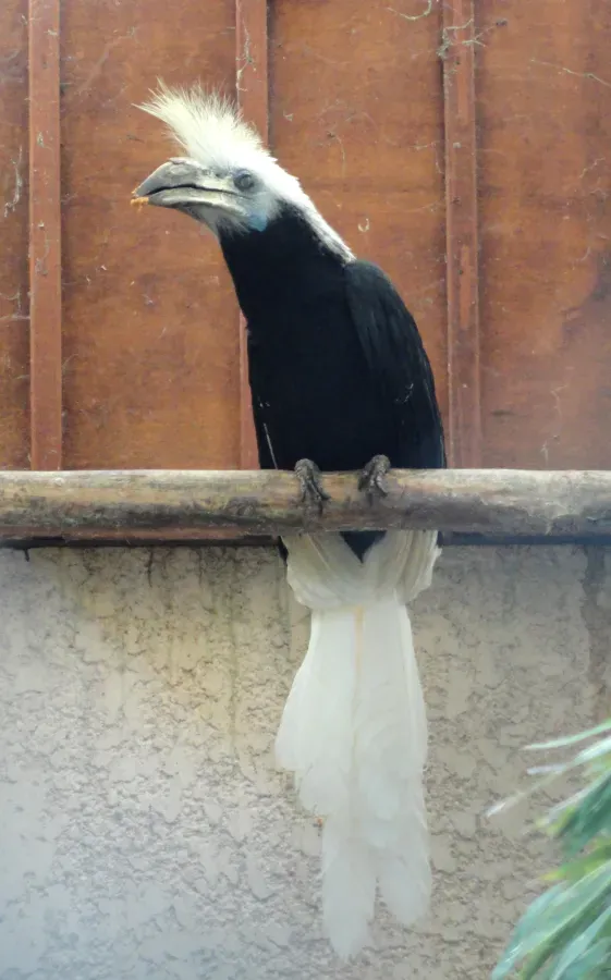 File:Berenicornis comatus - Jardin d'oiseaux tropicaux - DSC04964.JPG