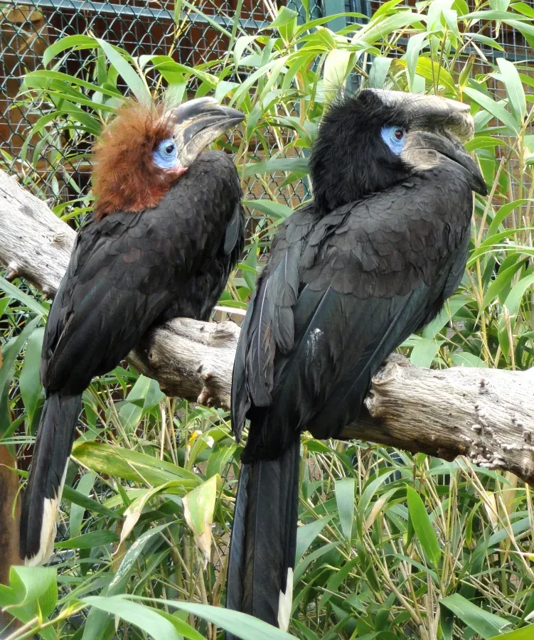 File:Ceratogymna atrata - Jardin d'oiseaux tropicaux - DSC04947.JPG