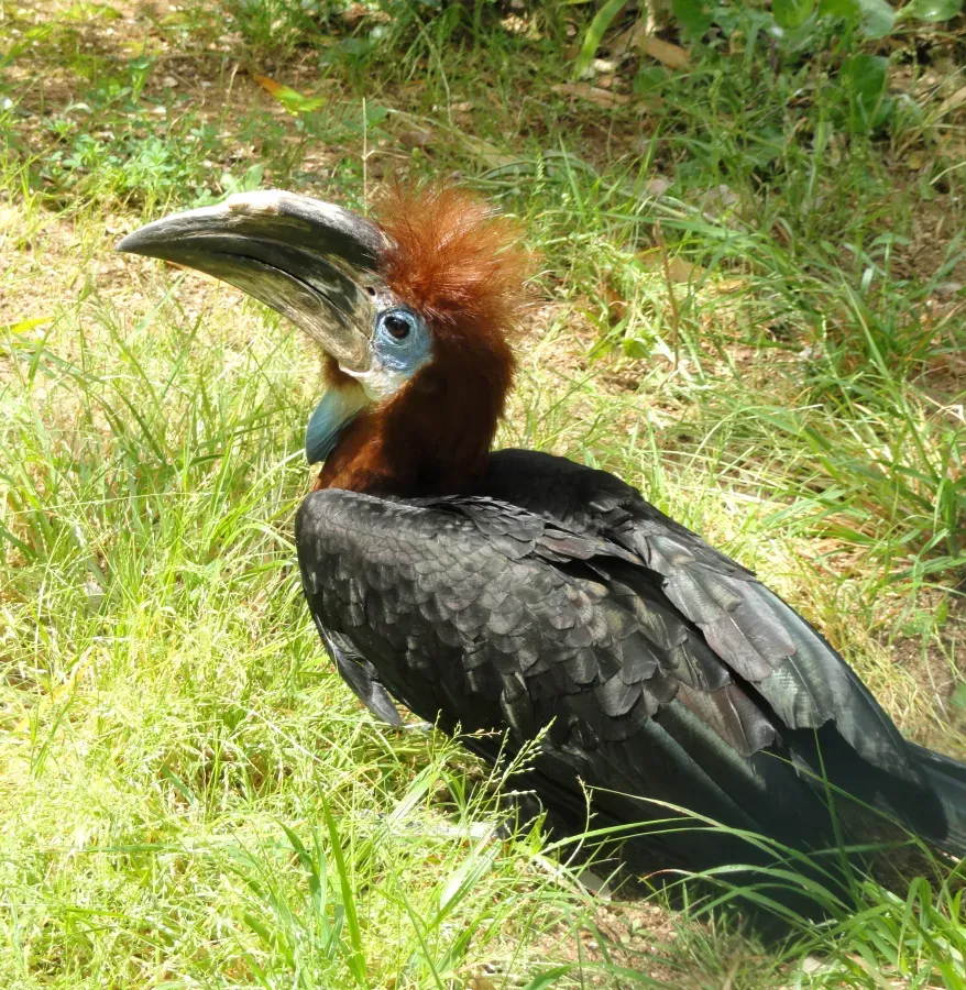 File:Ceratogymna atrata - Jardin d'oiseaux tropicaux - DSC04952.JPG