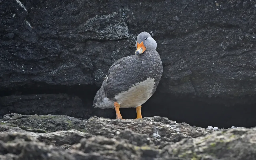 File:Tachyeres pteneres 376747553.jpg