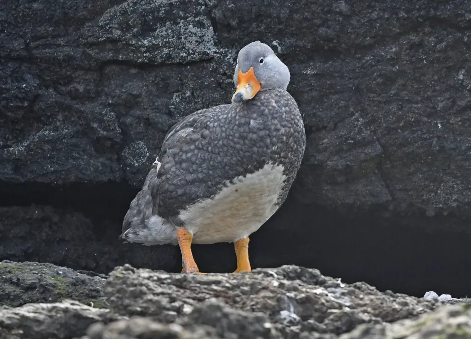 File:Tachyeres pteneres 376747553 (cropped).jpg