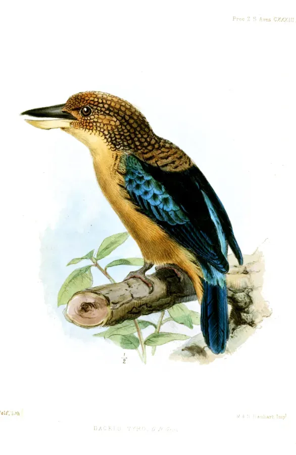File:DaceloTyroWolf.jpg