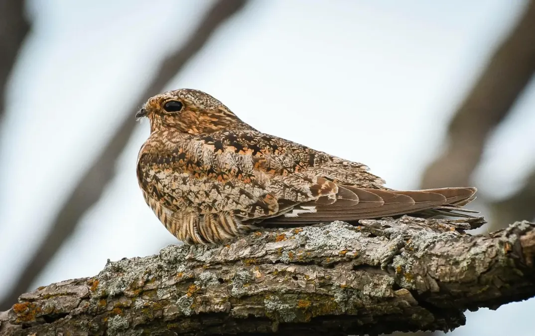 File:Carolinanachtschwalbe (Antrostomus carolinensis) im Wichita Mountains Wildlife Refuge.jpg