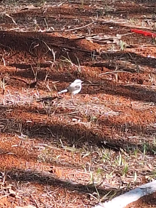 File:Fluvicola nengeta - Gab Buffo - 424084080.jpeg