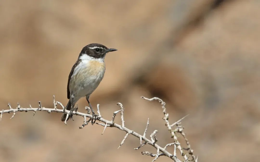 File:Saxicola dacotiae 183123563.jpg