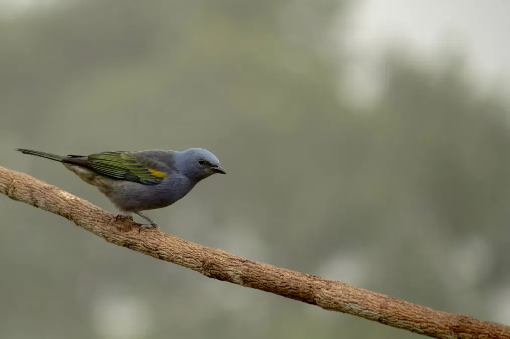File:Thraupis ornata - Arthur Bruck - 420604536.jpeg