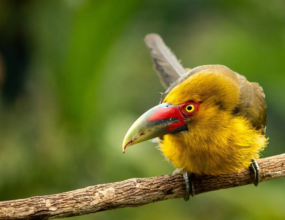 File:Pteroglossus bailloni - Arthur Bruck - 420591814.jpeg