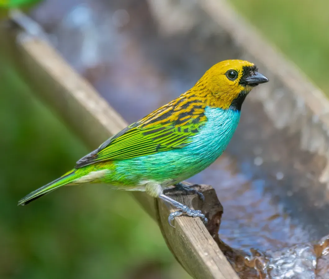 File:Tangara cyanoventris - Renato Machado de Sobral - 417609271.jpeg