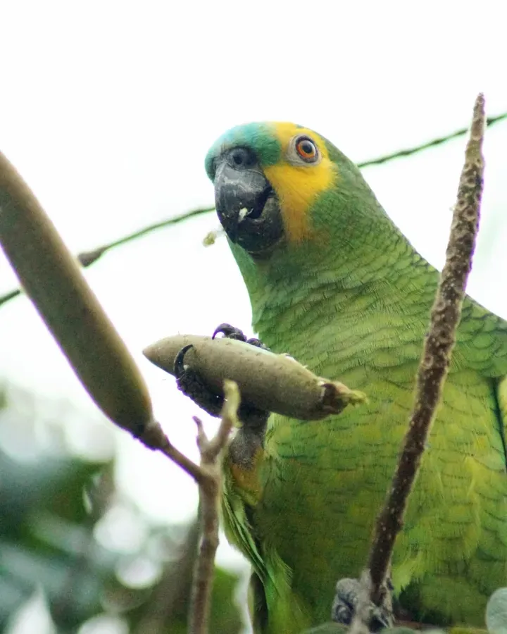 File:Amazona aestiva - Nayara - 416814215.jpeg