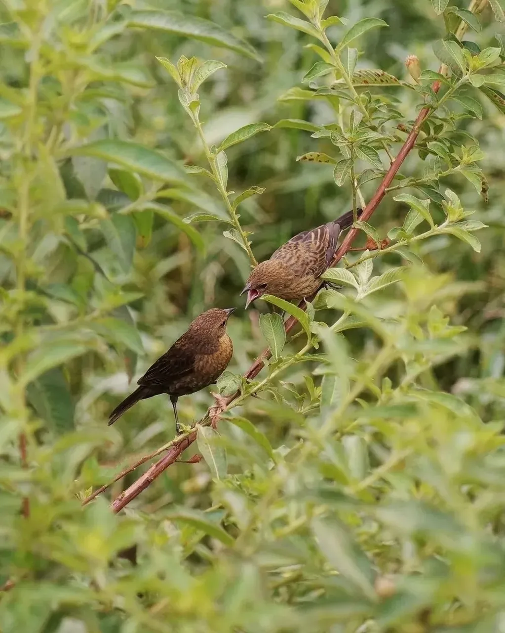 File:Chrysomus ruficapillus - Nayara - 416813479.jpeg
