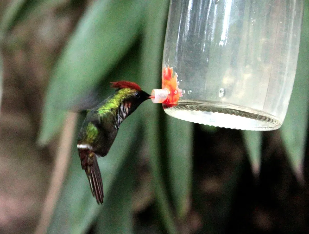 File:Lophornis magnificus - Alexandre S. Michelotto - 416350972.jpeg