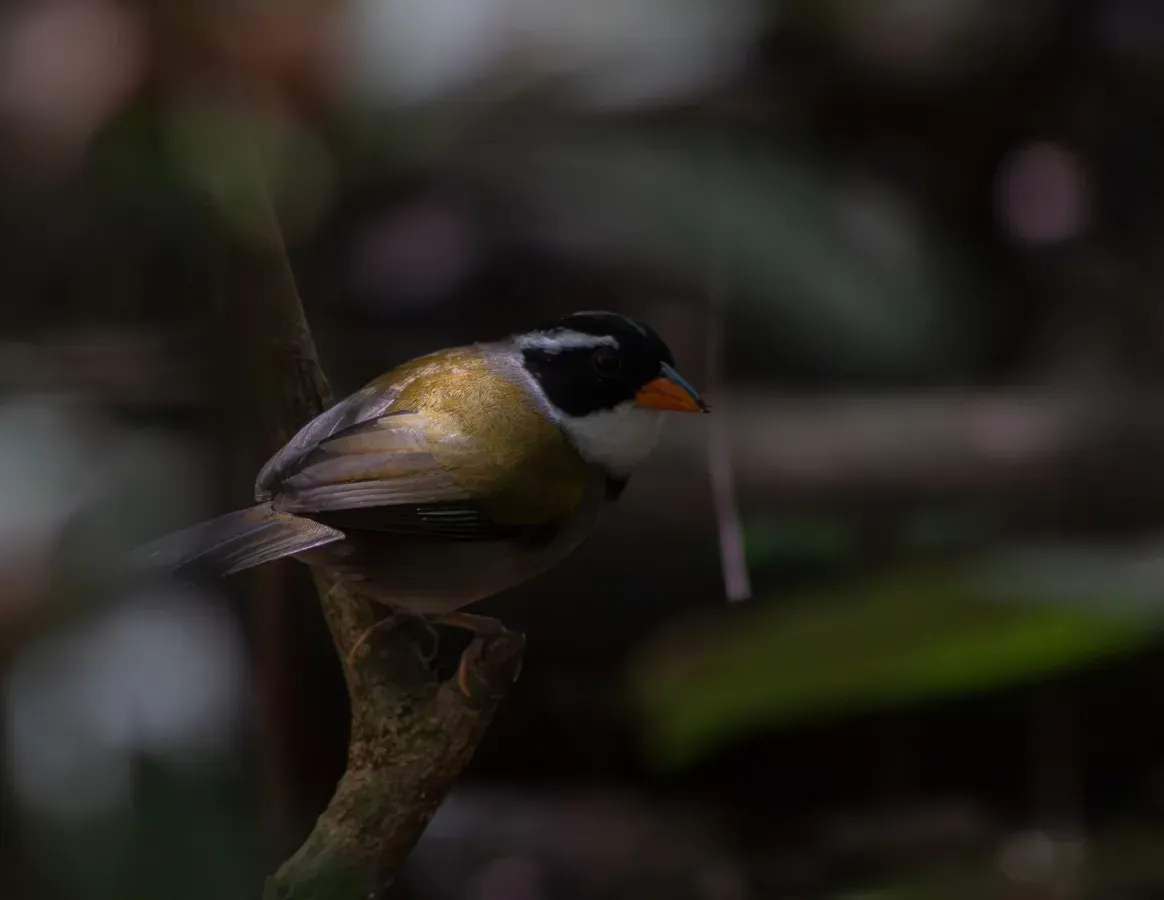 File:Arremon flavirostris - Davidson Moreira - 413507604.jpeg