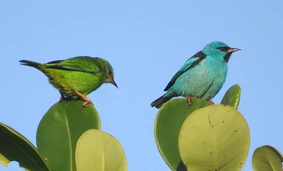 File:Dacnis cayana - Lucas Lopes - 410338205.jpeg