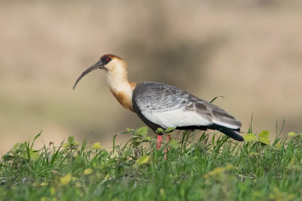 File:Theristicus caudatus - Frank Thomas Sautter - 407879539.jpeg