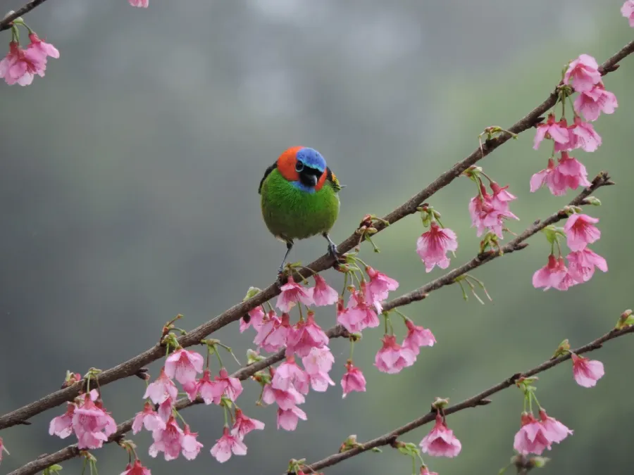 File:Tangara cyanocephala - Fabrício Mil Homens Riella - 407136515.jpeg