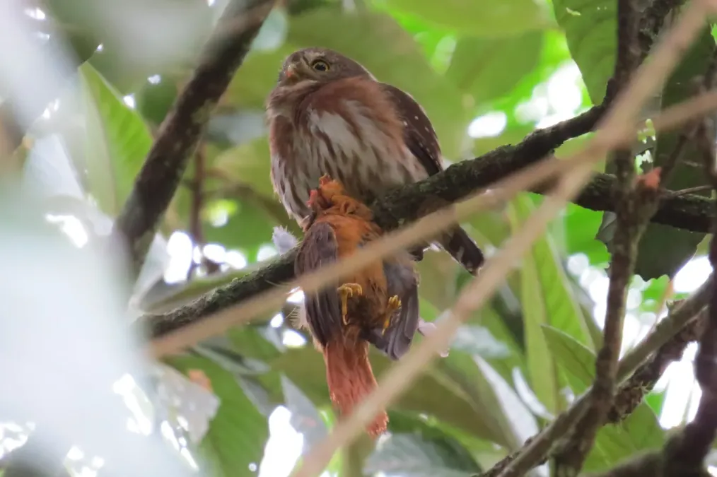 File:Glaucidium minutissimum - Jonathan Lorencetti Ehlert - 404258278.jpeg