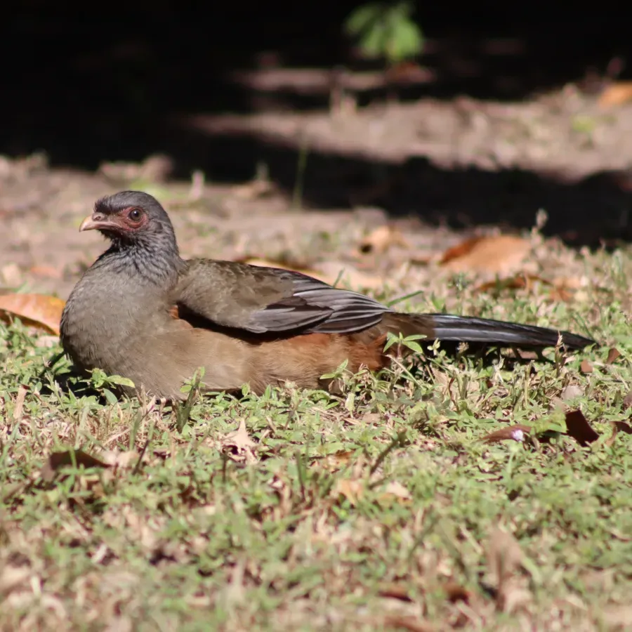 File:Ortalis canicollis - Thomaz Ricardo Favreto Sinani - 400398301.jpeg