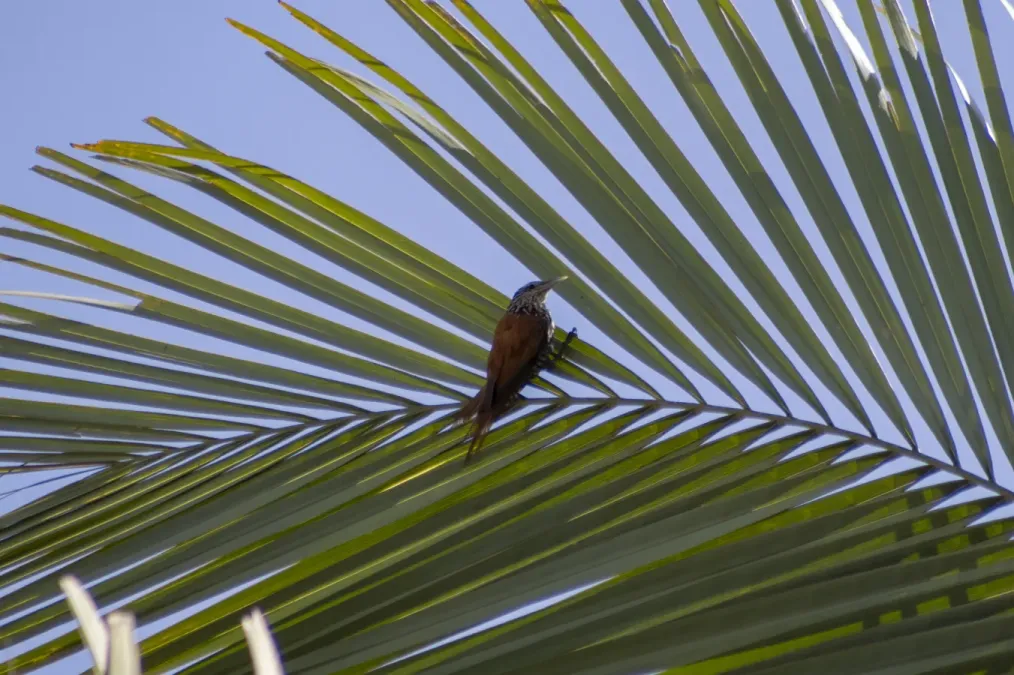 File:Berlepschia rikeri - Salomão Janderson Ferreira Bispo - 396259918.jpeg