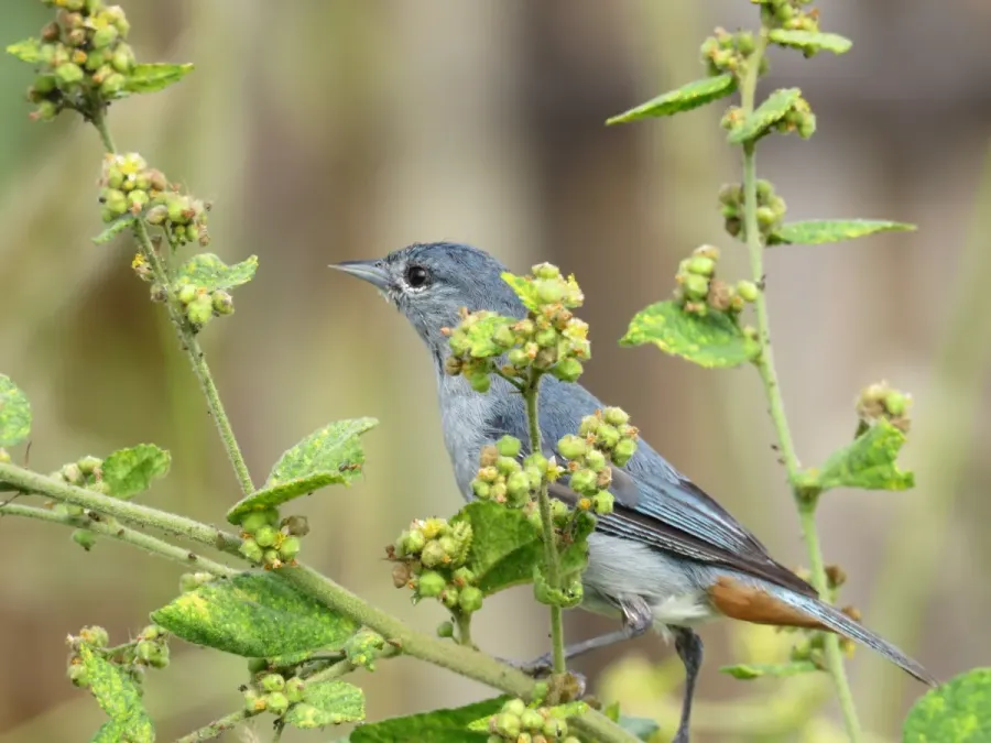 File:Conirostrum speciosum - Pablo Cauã da Silva Toledo - 373984237.jpeg