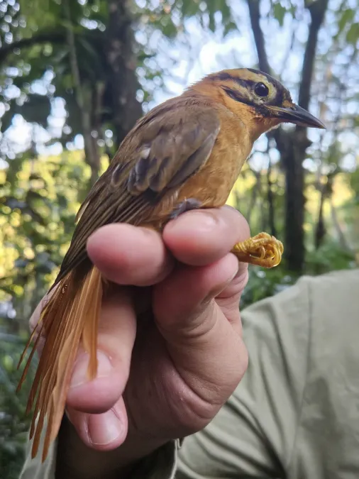 File:Philydor atricapillus - Igor Viana Gusmao - 353315050.jpeg