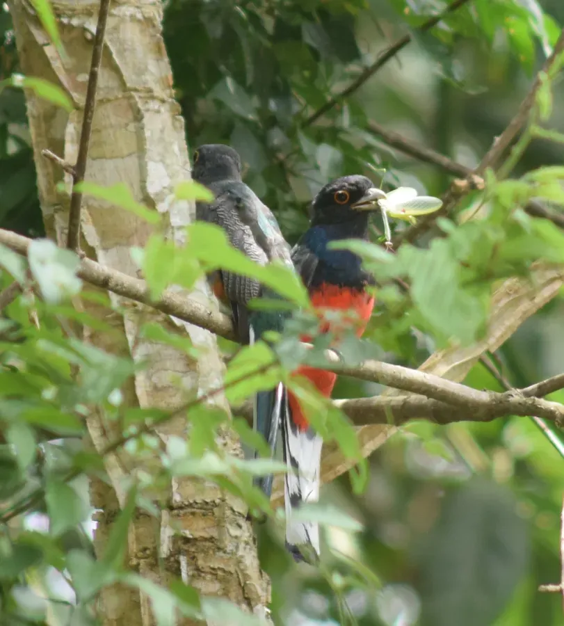 File:Trogon surrucura - Cajá-manga - 349929144.jpeg