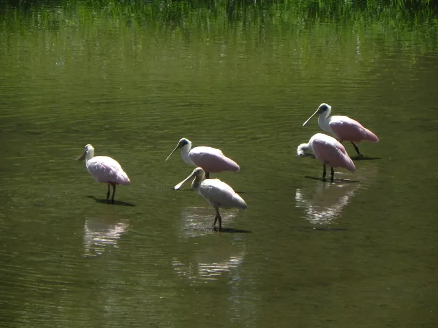 File:Platalea ajaja - Alexandre S. Michelotto - 334435840.jpeg