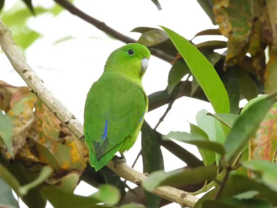 File:Forpus xanthopterygius - Júlio Castellain - 332354198.jpeg