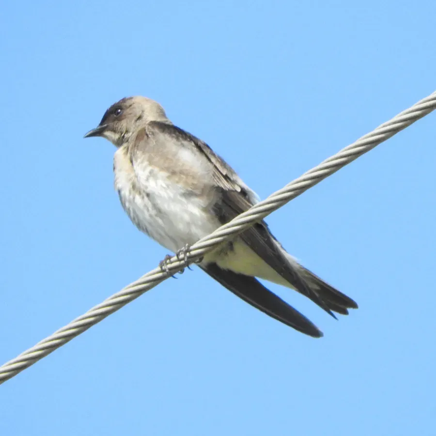 File:Stelgidopteryx ruficollis - Nelson Wisnik - 328175560.jpeg