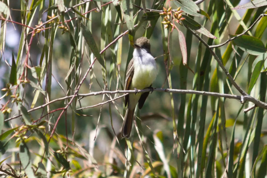 File:Myiarchus tyrannulus - Fernando Sessegolo - 318934589.jpeg