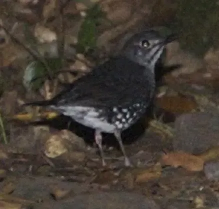File:Zoothera andromedae.jpg